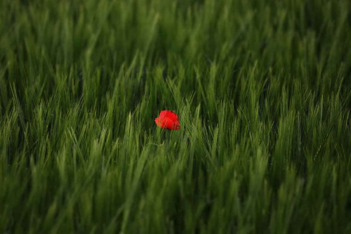 Where to Buy Rare Coins