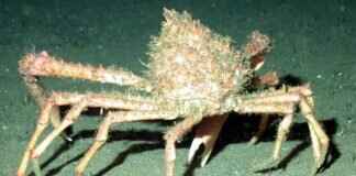 Crabominable Pokémon: Best Moveset, Competitive Play Tips, and Counters Crabominable Pokémon: Best Moveset, Competitive Play Tips, and Counters