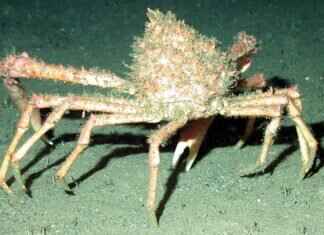 Crabominable Pokémon: Best Moveset, Competitive Play Tips, and Counters Crabominable Pokémon: Best Moveset, Competitive Play Tips, and Counters