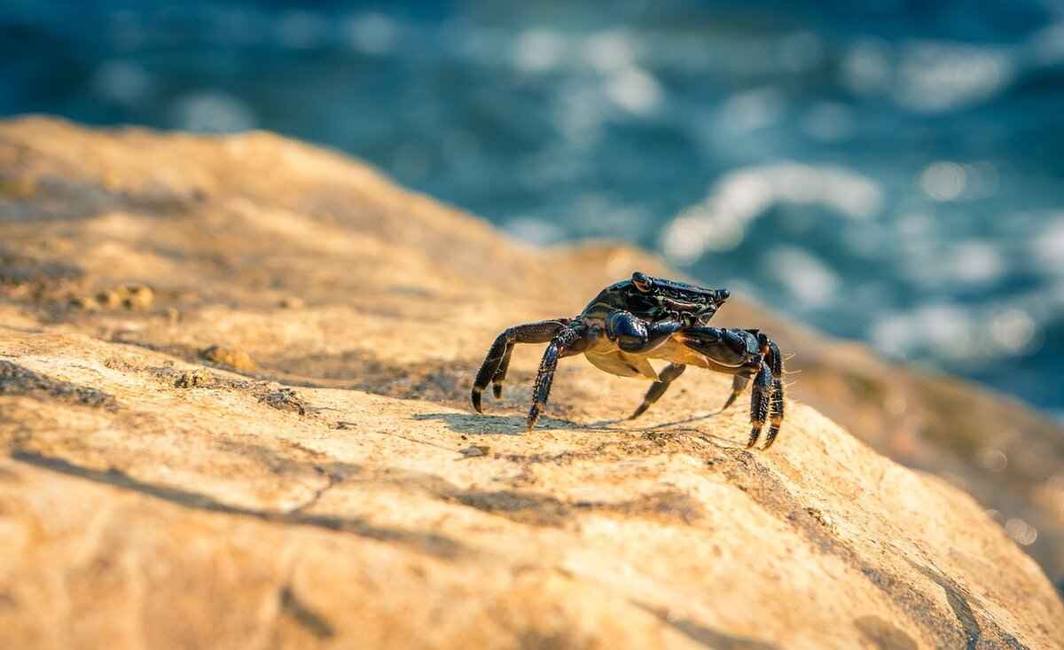 Effective Counters to Crabominable