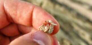 Crabrawler Pokémon: Evolution, Strengths, and Battle Strategies Crabrawler Pokémon: Evolution, Strengths, and Battle Strategies