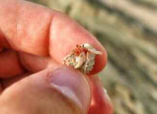 Crabrawler Pokémon: Evolution, Strengths, and Battle Strategies Crabrawler Pokémon: Evolution, Strengths, and Battle Strategies