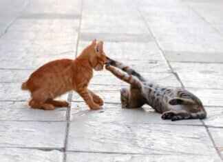 Cranidos Pokémon Features, Abilities, Strengths, Weaknesses, and Best Battle Strategies Cranidos Pokémon Features, Abilities, Strengths, Weaknesses, and Best Battle Strategies