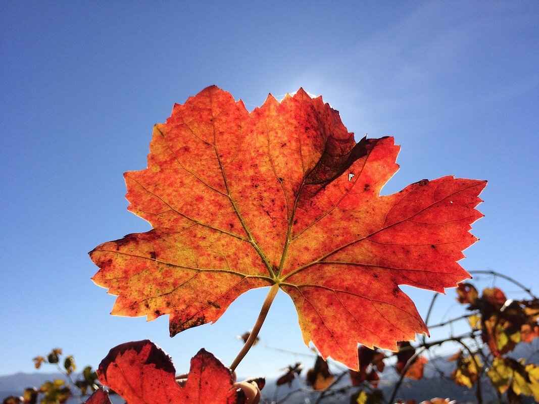 Business Ventures & Future Plans