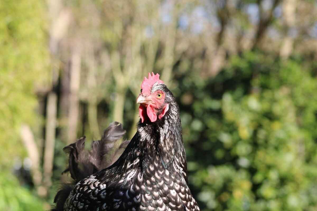 Croconaw Pokémon Evolution, Abilities, Moves, and How to Train It for Competitive Play 1 Croconaw Evolution: From Totodile to Feraligatr