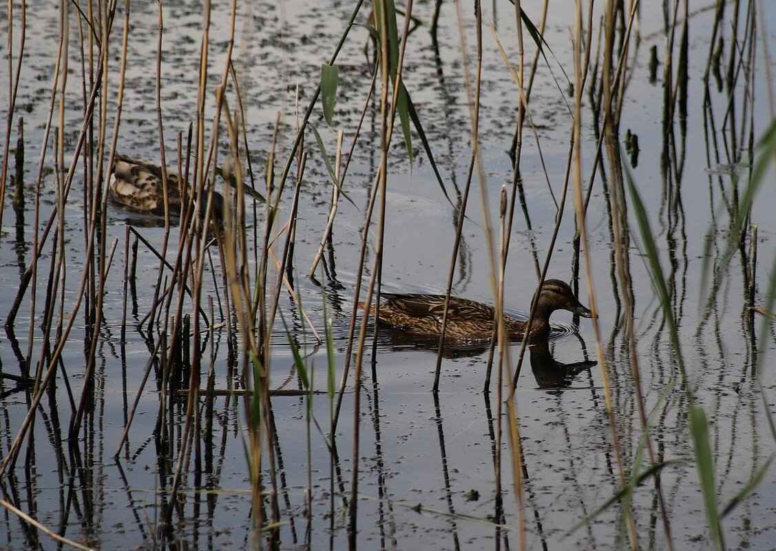 Crossword Puzzle Subscription Box: Best Options for Puzzle Lovers 1 What is a Crossword Puzzle Subscription Box?