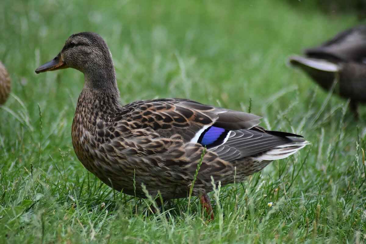 Crossword Puzzle Subscription Box: Best Options for Puzzle Lovers 8 Community and Social Aspects of Crossword Puzzles