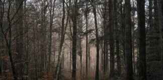 Crystal Forest Slot: A Full Review of This Casino Favorite Crystal Forest Slot: A Full Review of This Casino Favorite