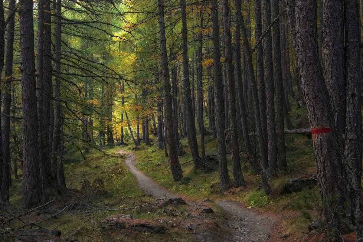 Crystal Forest Slot Machine: How to Play and Win Big 6 Where to Play Crystal Forest Slot Machine