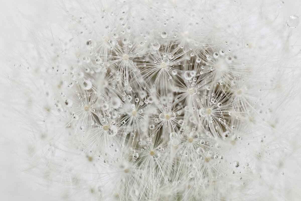 What Are the Nutritional Considerations of Chia Seeds?