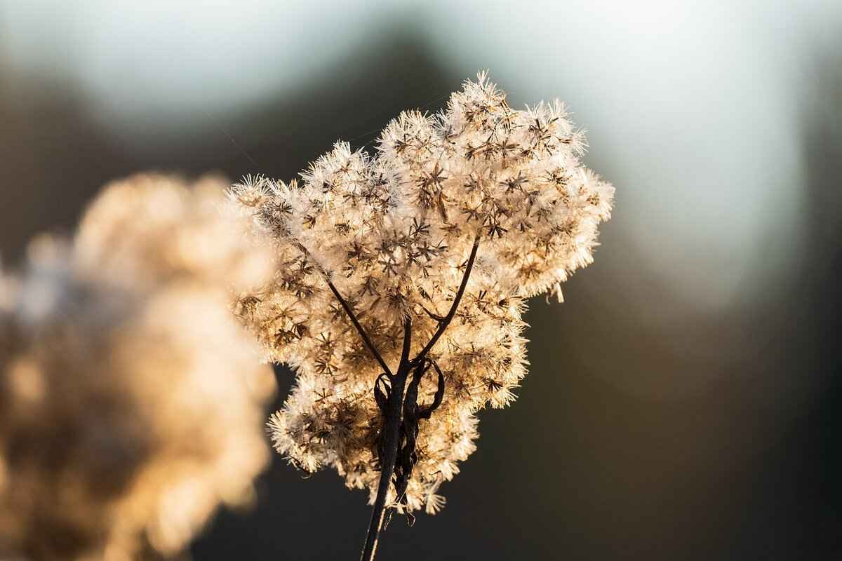 What Are Alternative Seeds to Consider?