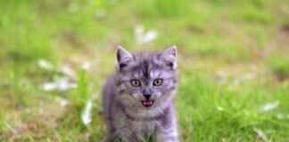 Dankuni West Bengal: A Guide to the Growing Industrial Town Dankuni West Bengal: A Guide to the Growing Industrial Town