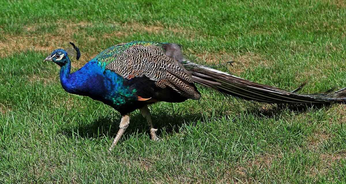 Early Career Jerseys