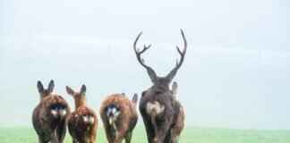 Deerling Pokémon: Evolution, Best Moves, and Battle Strategies Deerling Pokémon: Evolution, Best Moves, and Battle Strategies