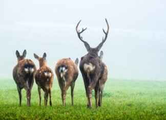 Deerling Pokémon: Evolution, Best Moves, and Battle Strategies Deerling Pokémon: Evolution, Best Moves, and Battle Strategies