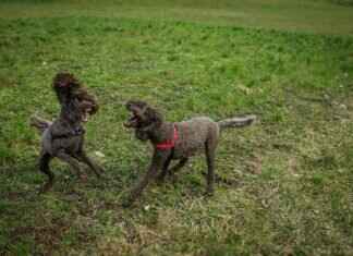 Delibird Pokémon Weaknesses, Best Counters, and Strategies for Ranked Matches Delibird Pokémon Weaknesses, Best Counters, and Strategies for Ranked Matches