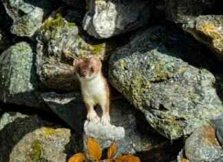 Did Emma Stone Have Plastic Surgery? Examining the Actress’s Changing Look Did Emma Stone Have Plastic Surgery? Examining the Actress’s Changing Look