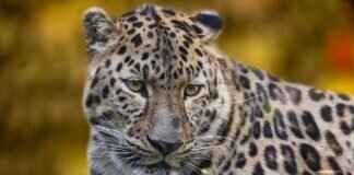 Discover the Best Wildlife Sanctuaries in West Bengal Discover the Best Wildlife Sanctuaries in West Bengal