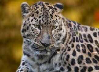 Discover the Best Wildlife Sanctuaries in West Bengal Discover the Best Wildlife Sanctuaries in West Bengal