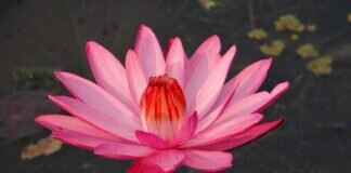 Discover the Hidden Gems of Kolkata: Top Tourist Attractions in West Bengal Discover the Hidden Gems of Kolkata: Top Tourist Attractions in West Bengal