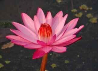 Discover the Hidden Gems of Kolkata: Top Tourist Attractions in West Bengal Discover the Hidden Gems of Kolkata: Top Tourist Attractions in West Bengal