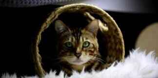 Discover the Unique Art and Craft Culture of West Bengal Discover the Unique Art and Craft Culture of West Bengal