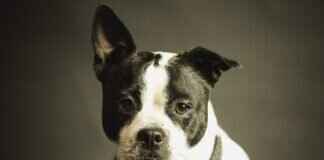 Do Certain Dog Breeds Bite More Than Others? Do Certain Dog Breeds Bite More Than Others?