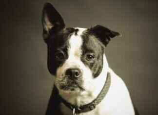 Do Certain Dog Breeds Bite More Than Others? Do Certain Dog Breeds Bite More Than Others?