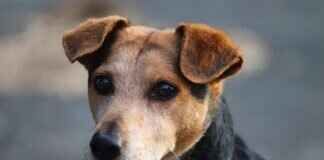 Köpek Irkları Gerçekten Daha Fazla Isırır mı? Köpek Irkları Gerçekten Daha Fazla Isırır mı?