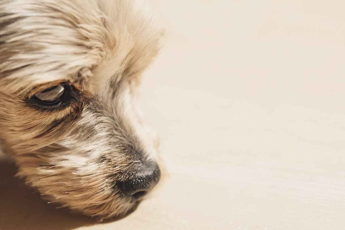 Do Certain Dog Breeds Bite More Than Others? 1 The Psychology of Dog Behavior