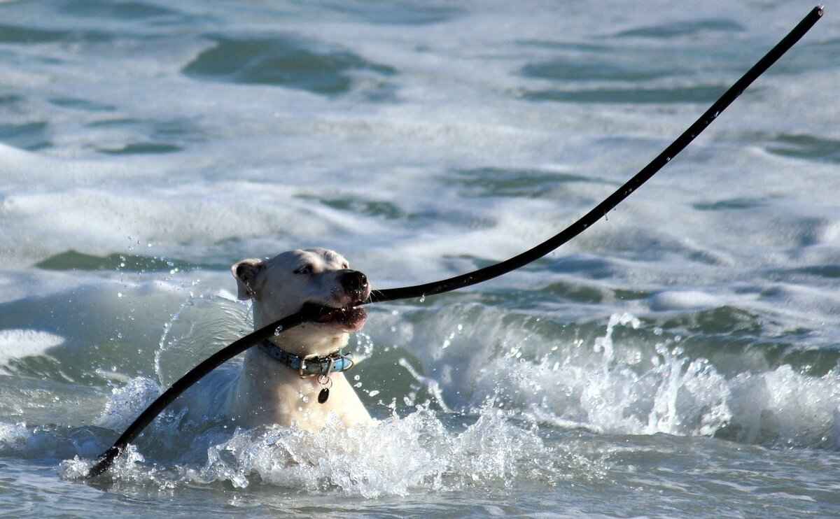 Do Certain Dog Breeds Bite More Than Others? 3 The Role of Training and Socialization