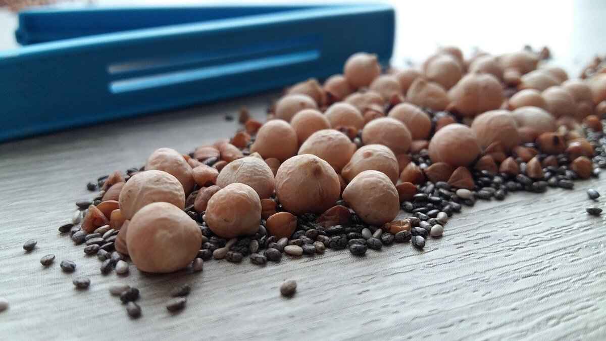 Health Benefits of Fresh Chia Seeds