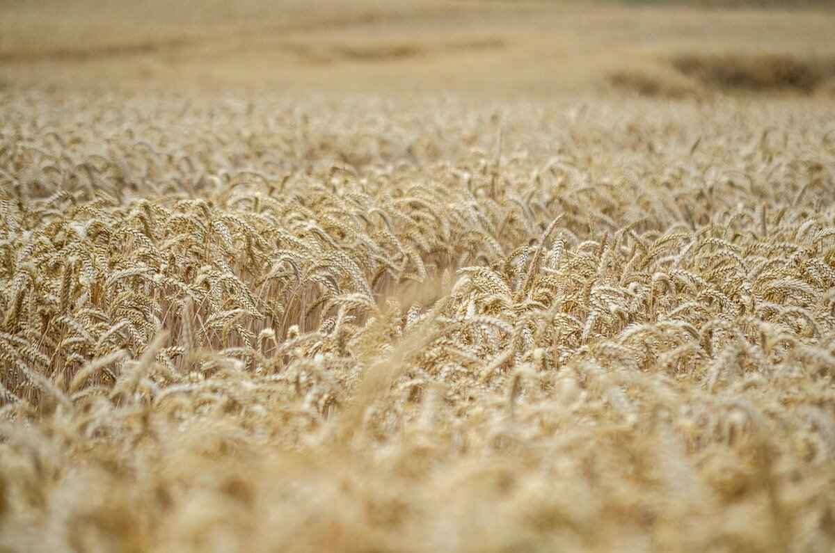 Can Chia Seeds Be Refrigerated or Frozen?