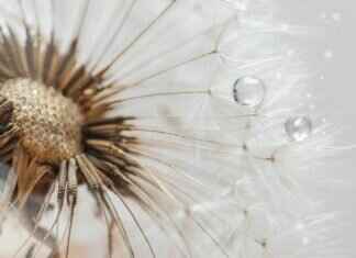 Do Chia Seeds Help You Lose Weight? Science-Backed Facts Do Chia Seeds Help You Lose Weight? Science-Backed Facts