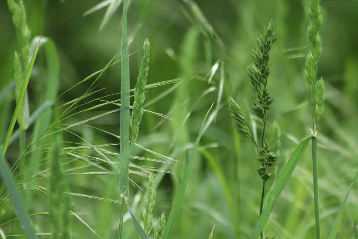 Are There Alternatives to Chia Seeds for Digestion?