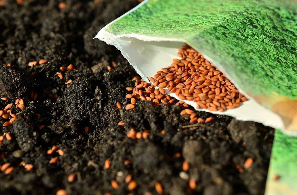 How to Incorporate Chia Seeds into Your Diet?
