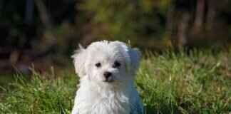 Do Dogs Get Mosquito Bites? How to Protect Your Pet Do Dogs Get Mosquito Bites? How to Protect Your Pet