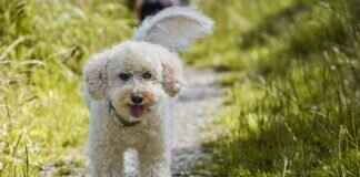 Köpekler Sinek Isırığı Alır mı? Evcil Hayvanınızı Nasıl Korursunuz Köpekler Sinek Isırığı Alır mı? Evcil Hayvanınızı Nasıl Korursunuz