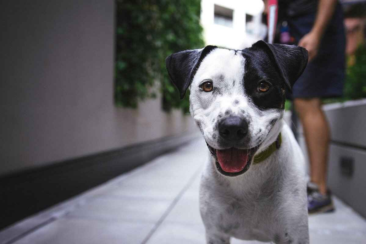 Do Dogs Get Mosquito Bites? How to Protect Your Pet 5 Long-term Effects of Mosquito Bites on Dogs