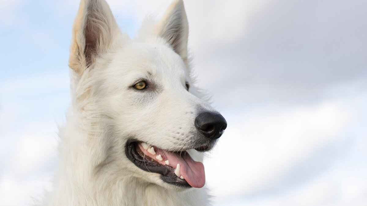 Do Dogs Get Mosquito Bites? How to Protect Your Pet 2 Signs Your Dog Has Been Bitten by a Mosquito