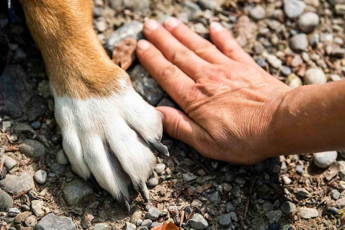 Köpekleri Sineklerden Nasıl Korursunuz?