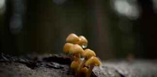 Do Mosquitoes Bite Dogs? What Pet Owners Should Know Do Mosquitoes Bite Dogs? What Pet Owners Should Know