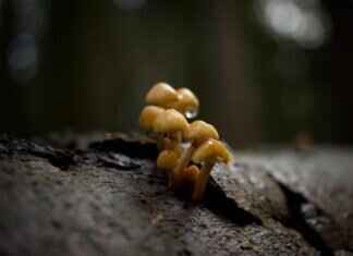 Do Mosquitoes Bite Dogs? What Pet Owners Should Know Do Mosquitoes Bite Dogs? What Pet Owners Should Know