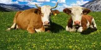 Sivrisinekler Köpekleri Biter mi? Evcil Hayvan Sahiplerinin Bilmesi Gerekenler Sivrisinekler Köpekleri Biter mi? Evcil Hayvan Sahiplerinin Bilmesi Gerekenler