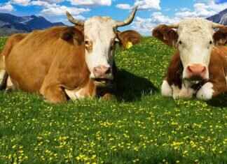 Sivrisinekler Köpekleri Biter mi? Evcil Hayvan Sahiplerinin Bilmesi Gerekenler Sivrisinekler Köpekleri Biter mi? Evcil Hayvan Sahiplerinin Bilmesi Gerekenler