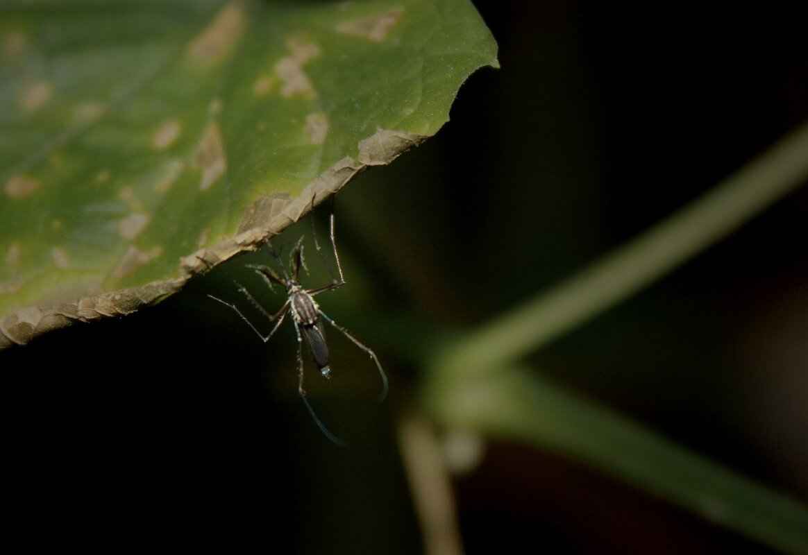 Health Risks Associated with Mosquito Bites