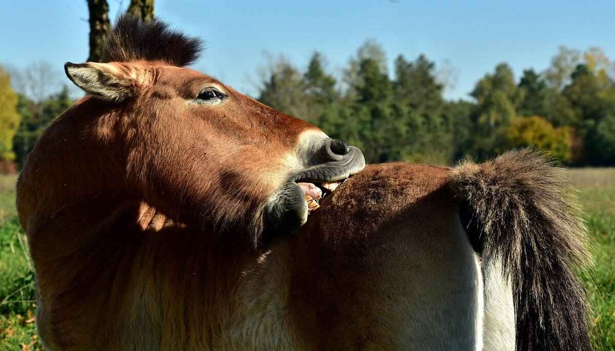 Köpeklerde Sivrisinek Isırıklarının Tedavisi