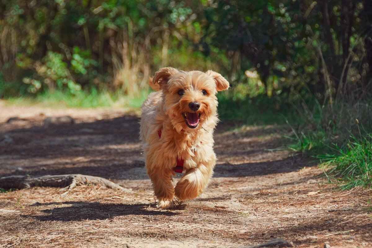 Are Dogs at Risk from Mosquito Bites?