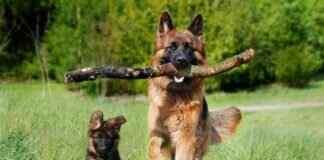 Does a Dog’s Size Affect Its Bite Force? Does a Dog’s Size Affect Its Bite Force?