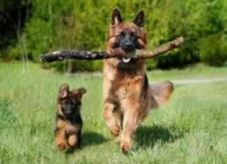 Does a Dog’s Size Affect Its Bite Force? Does a Dog’s Size Affect Its Bite Force?